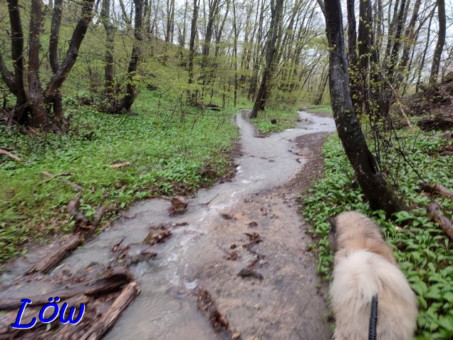 14.4.2023 -  Überschwemmung im Wald